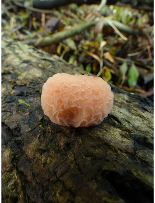 On elm in Laindon, UK.